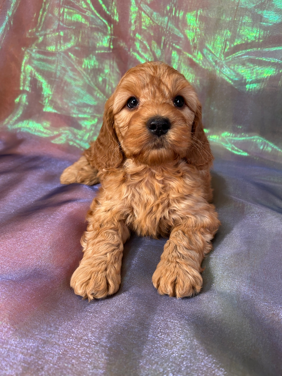 Male Mini Goldendoodle Puppy for Sale DOB 1-25-2025 $1200